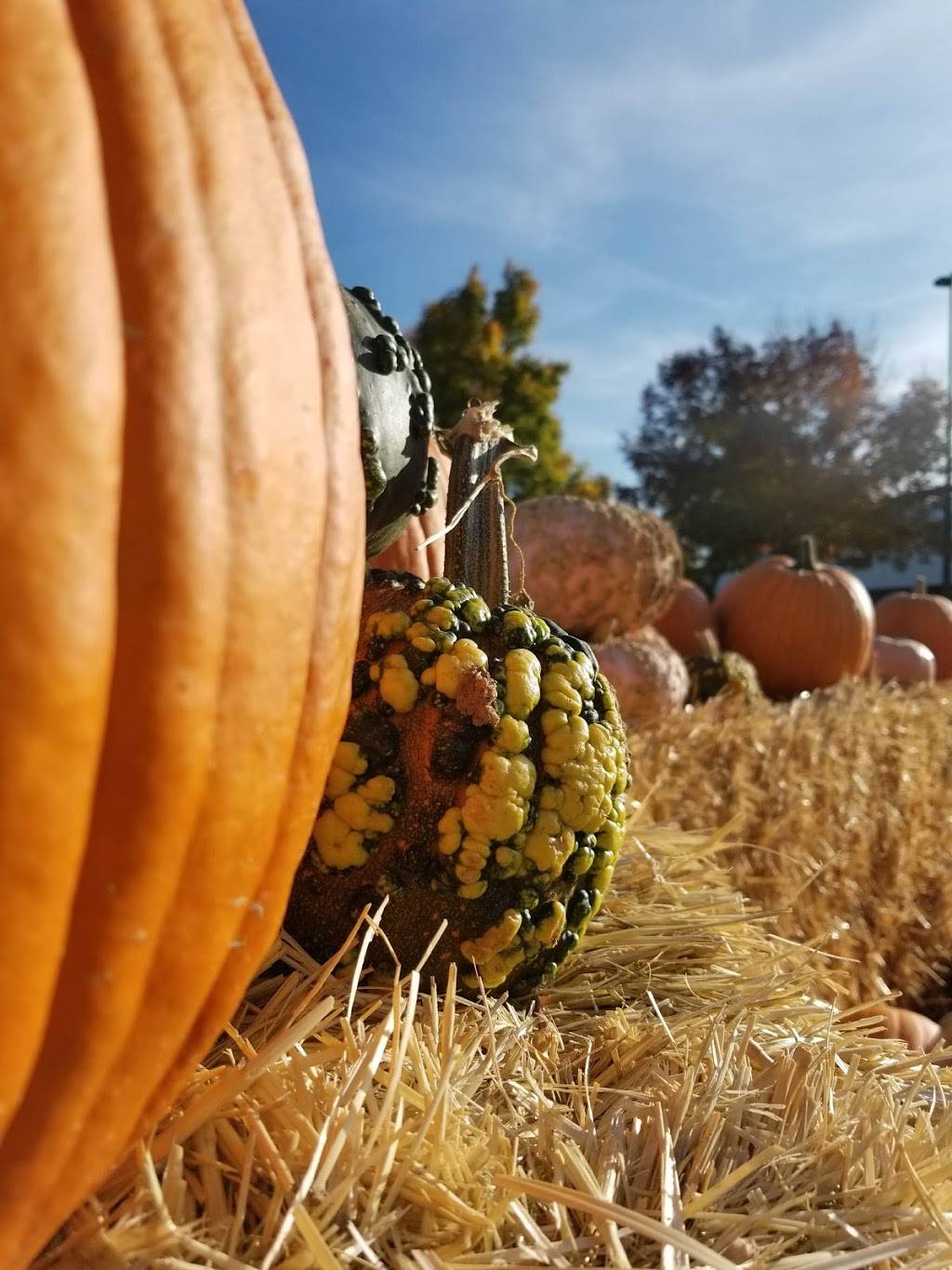 Old Fashioned Fruit and Veg | 2455 Broadway Ave, Boise, ID 83706, USA | Phone: (208) 703-5806