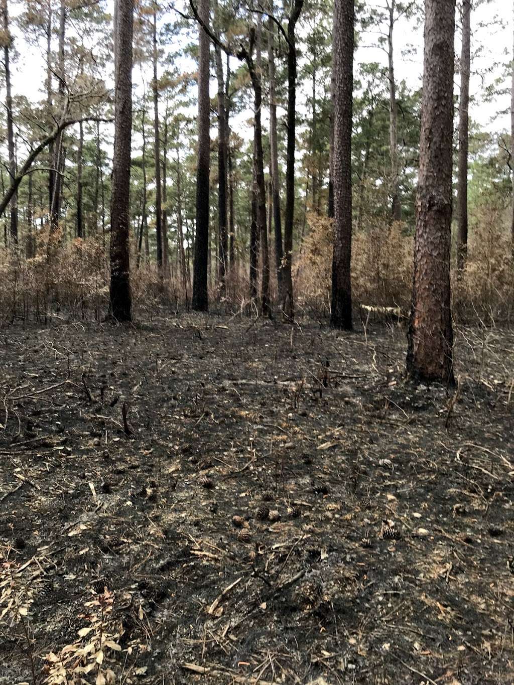 Sam Houston National Forest Equestrian Parking | Forest Service Rd 234, New Waverly, TX 77358, USA