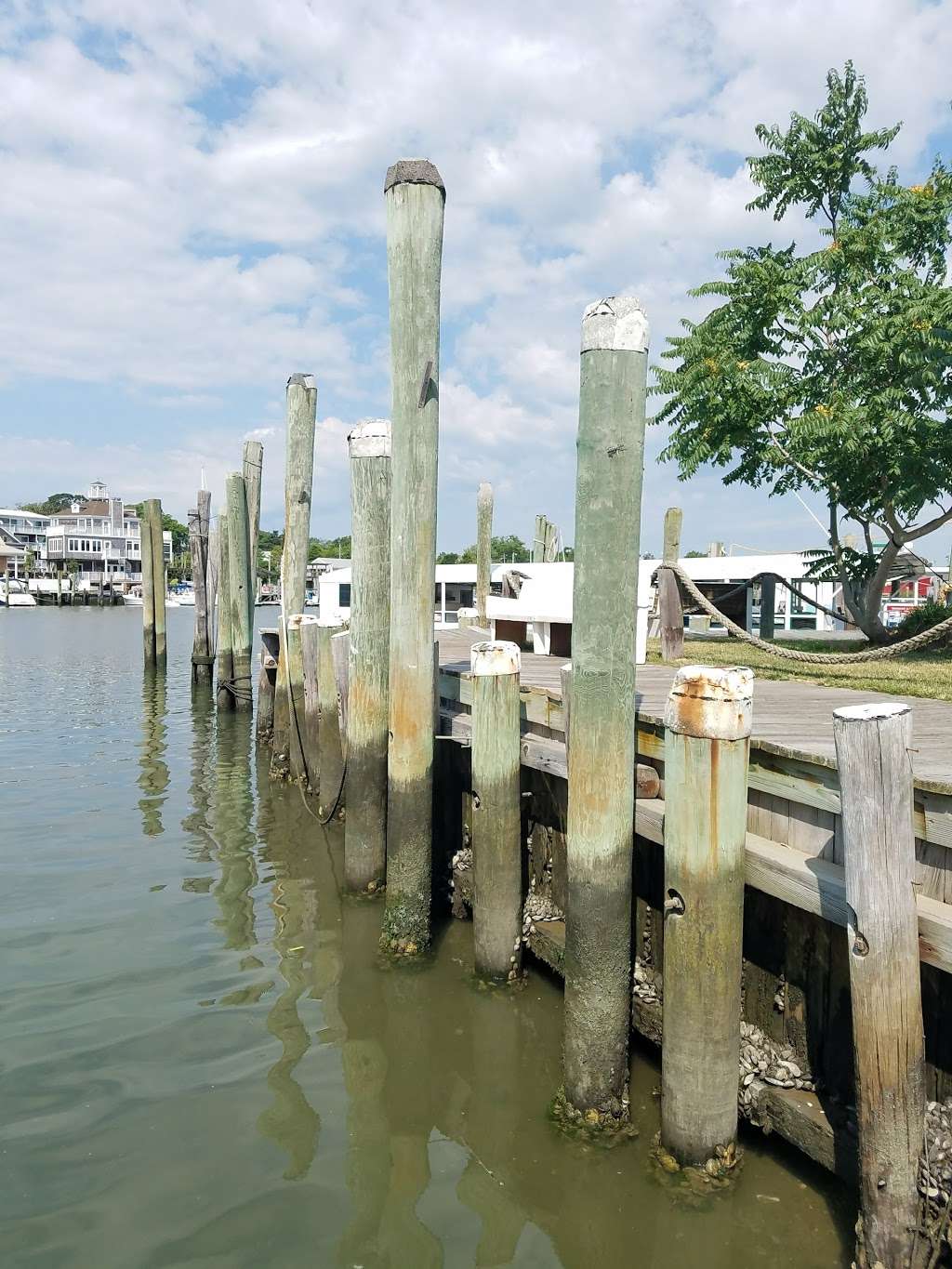 Cape Water Tours and Taxi 217 Anglers Rd, Lewes, DE 19958, USA