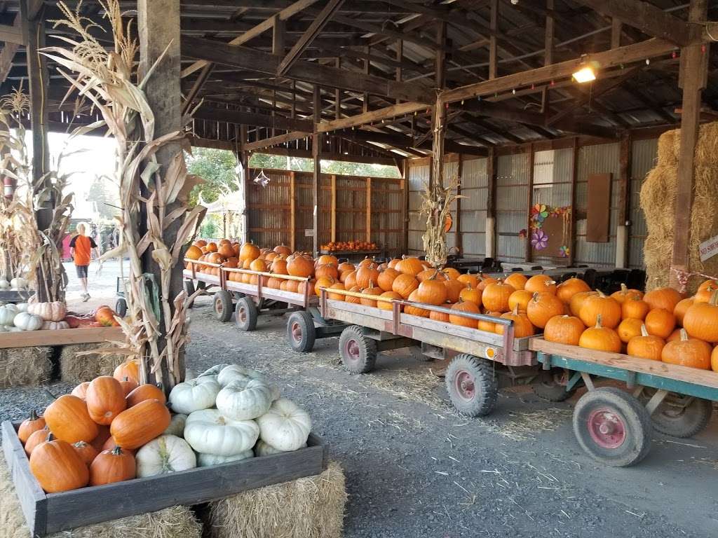 Silveyville Christmas Tree and Pumpkin Farm | 6248 Silveyville Rd, Dixon, CA 95620, USA | Phone: (707) 678-1823