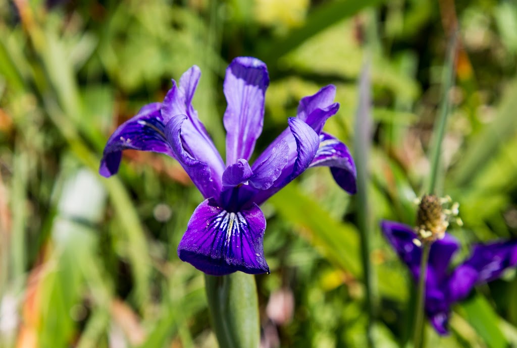 Tomales Point Trailhead | Tomales Point Trail, Inverness, CA 94937, USA | Phone: (415) 464-5100