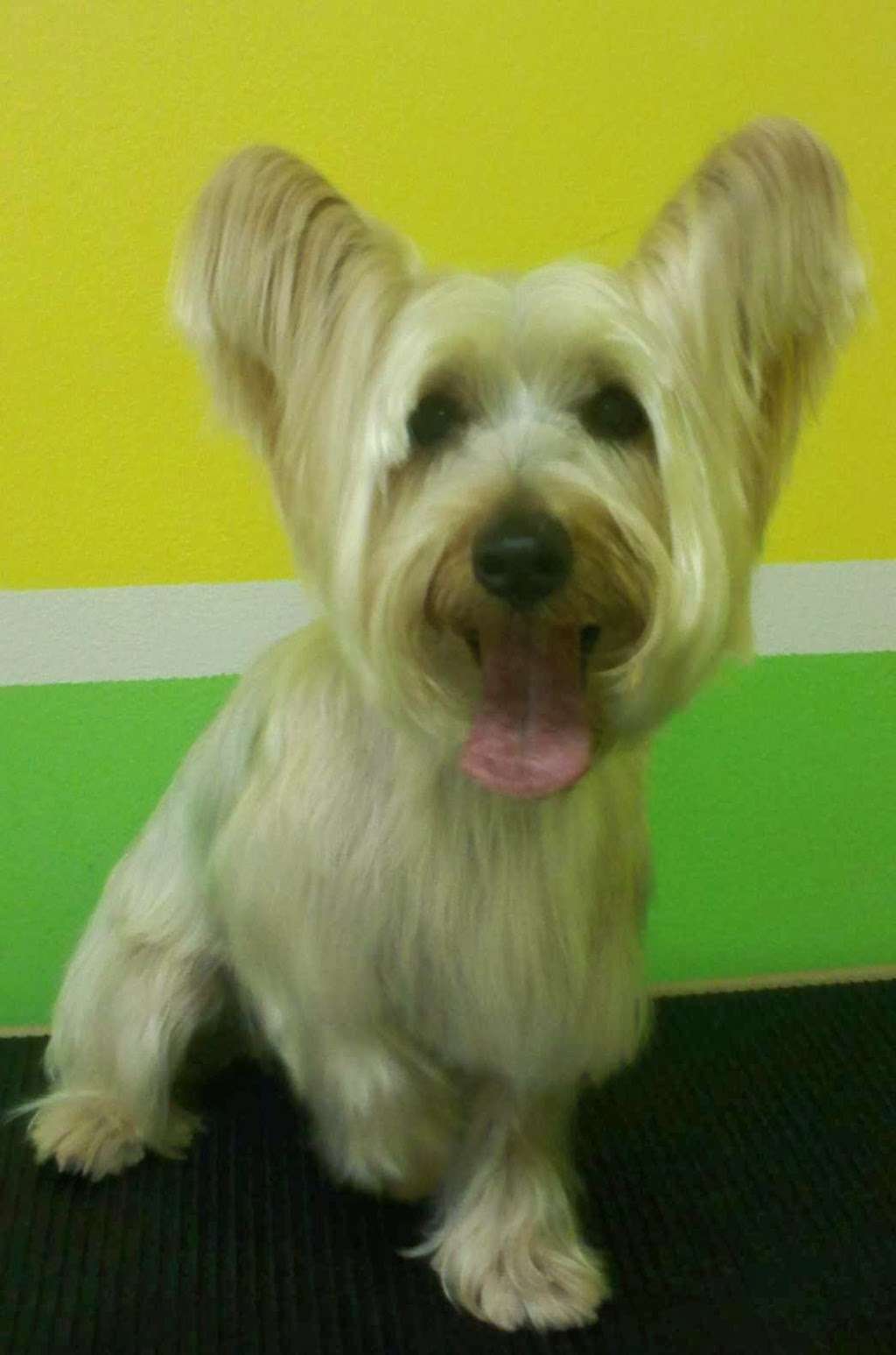 E Z Pet Wash & Grooming | 1300 Burnet Ave, Union, NJ 07083, USA | Phone: (908) 688-8688