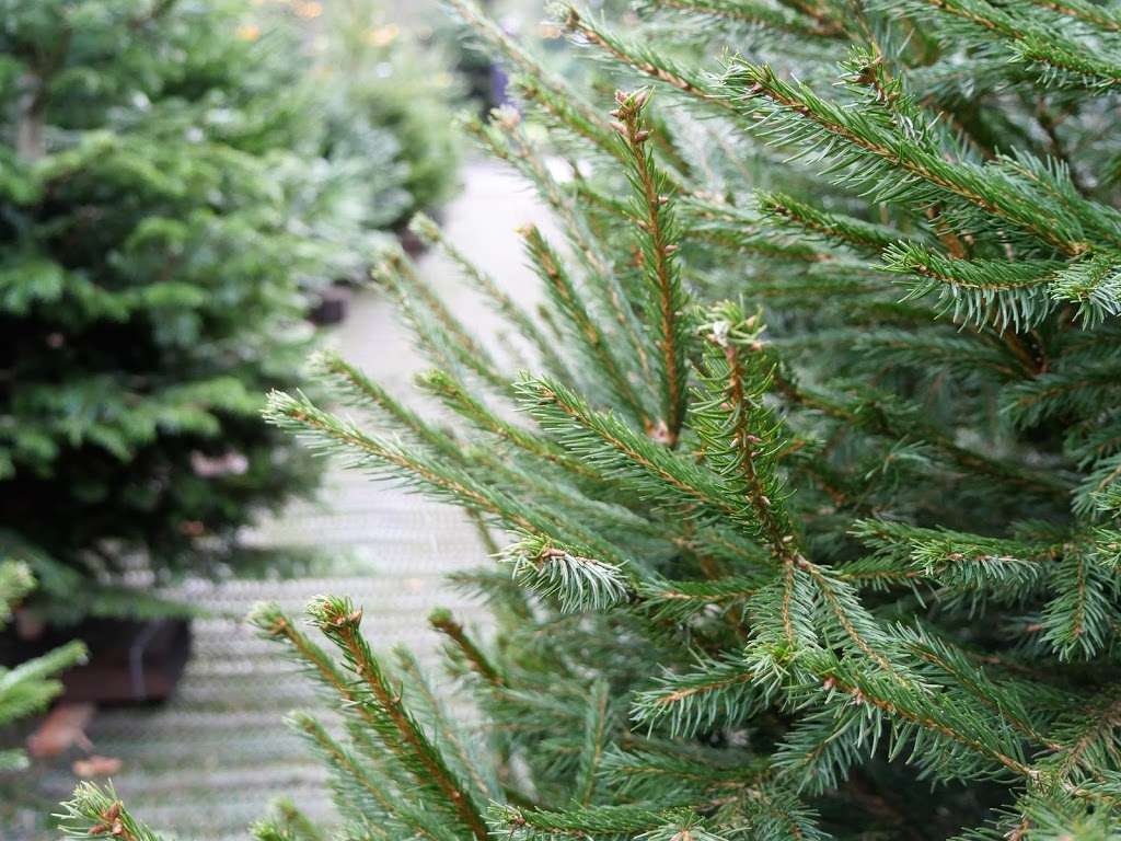 Pines and Needles | KENWOOD HOUSE, Hampstead Lane, Highgate, London NW3 7JR, UK | Phone: 020 3598 4877