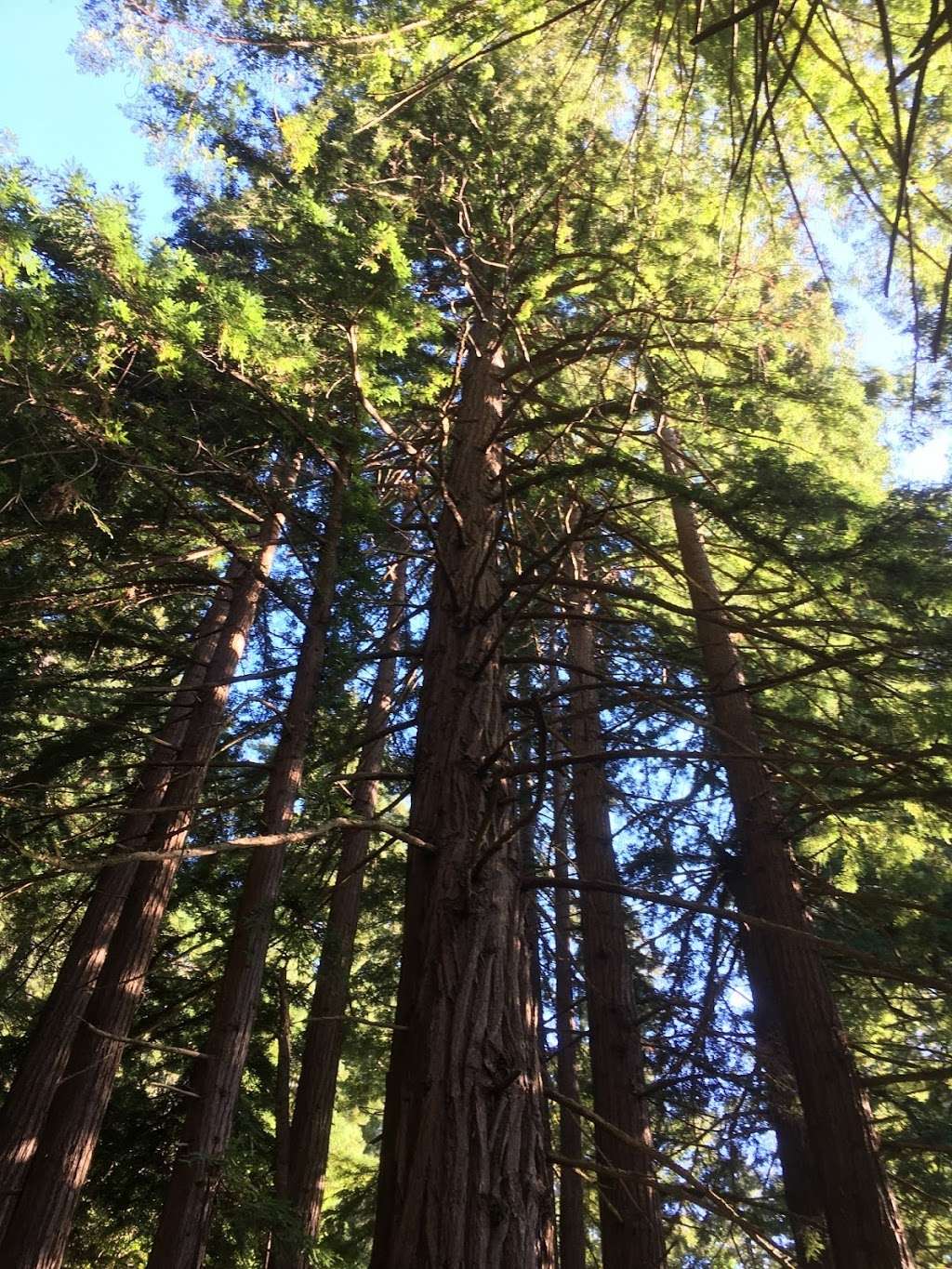 Big Basin Redwoods State Park | 3600 CA-1, Davenport, CA 95017, USA | Phone: (831) 338-8861