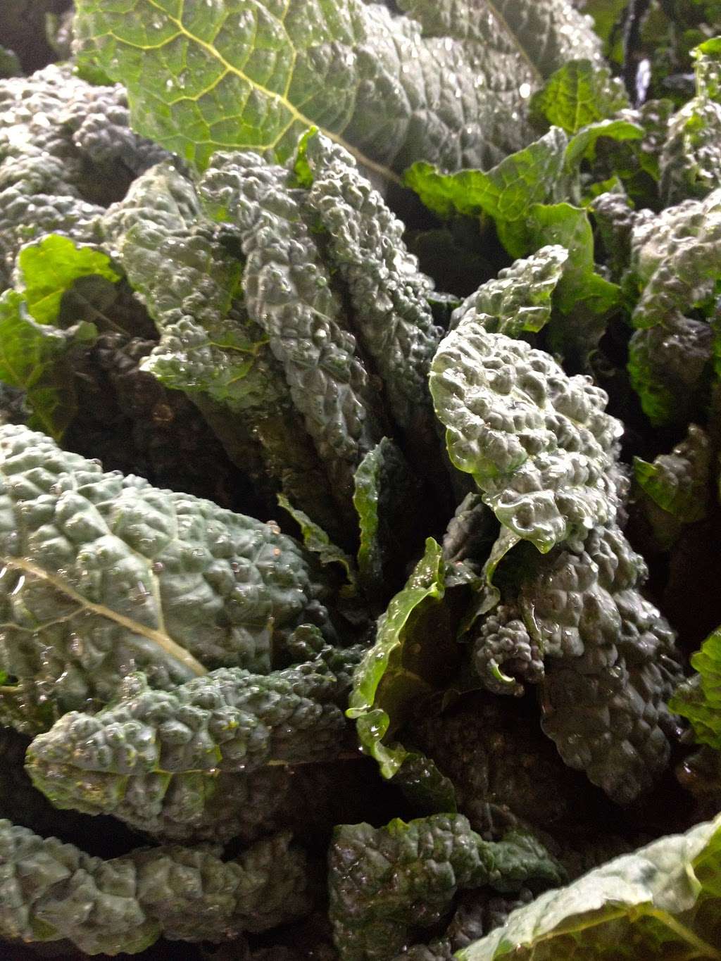 Laguna Farm CSA | 1764 Cooper Rd, Sebastopol, CA 95472, USA | Phone: (707) 823-0823