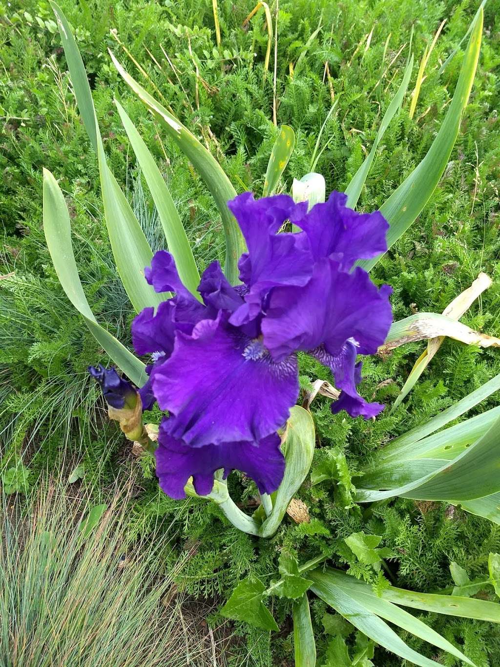 Mediterranean Garden | San Francisco Botanical Garden, San Francisco, CA 94122, USA | Phone: (415) 661-1316