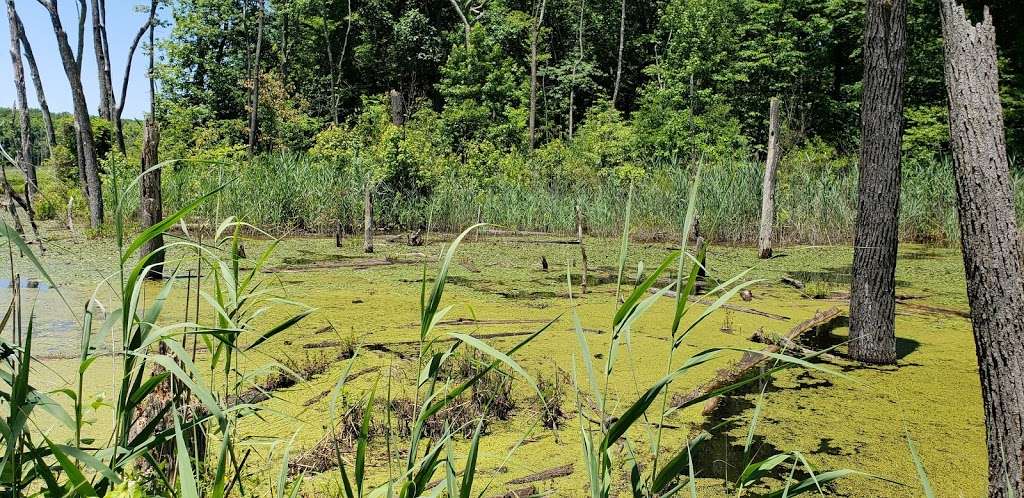 Black Marsh Natural Area | Millers Island Blvd, Edgemere, MD 21219