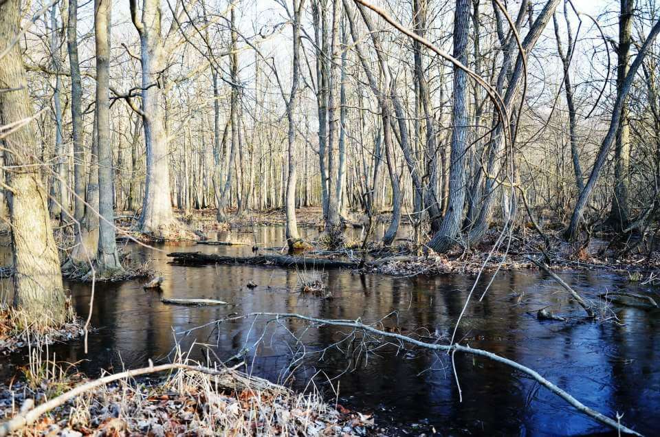 Zekiah Swamp Natural Environment Area | La Plata, MD 20646, USA