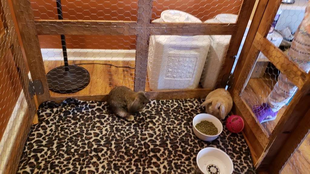 Misty Blues Bunnies | 265 N Scalybark Trail, Concord, NC 28027, USA | Phone: (704) 728-4924
