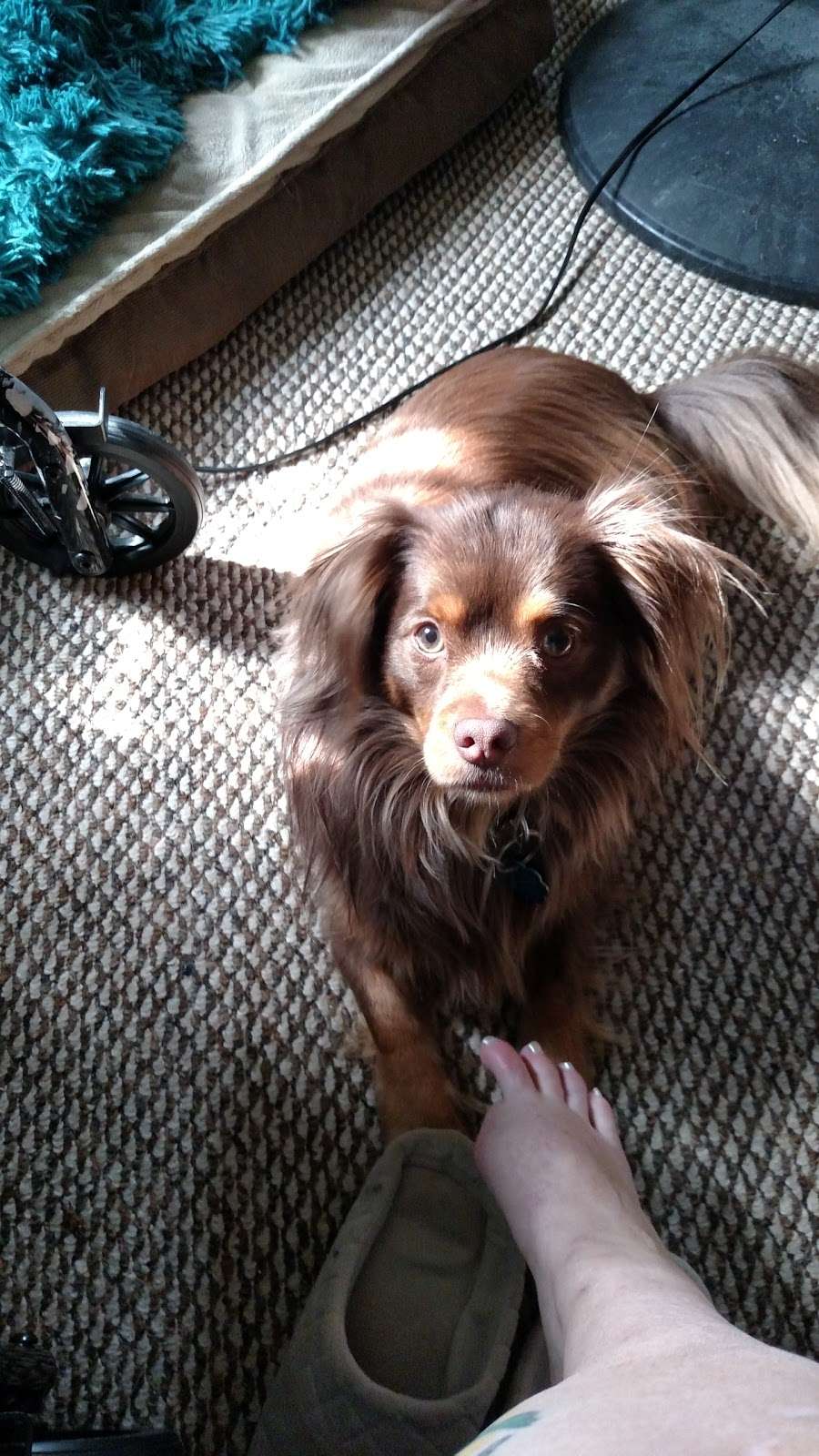 Best Friends Animal Hospital | 1988 Lincoln Way W, Chambersburg, PA 17202, USA | Phone: (717) 261-0520 Best Friends Animal Hospital | 1988 Lincoln Way W, Chambersburg, PA 17202, USA | Phone: (717) 261-0520