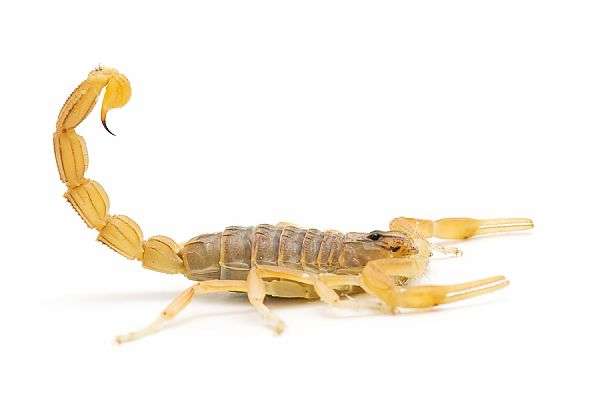 Stinger Pest Control LLC | 10806 Alpine Shore, San Antonio, TX 78254, USA | Phone: (210) 385-9492