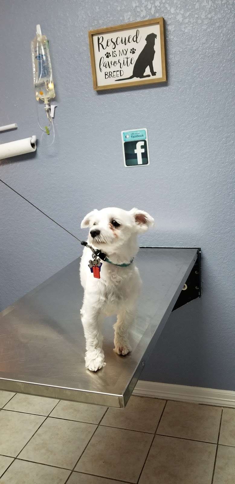 Brazos Woods Veterinary Clinic | 1406 FM 2004, Lake Jackson, TX 77566, USA | Phone: (979) 265-4594