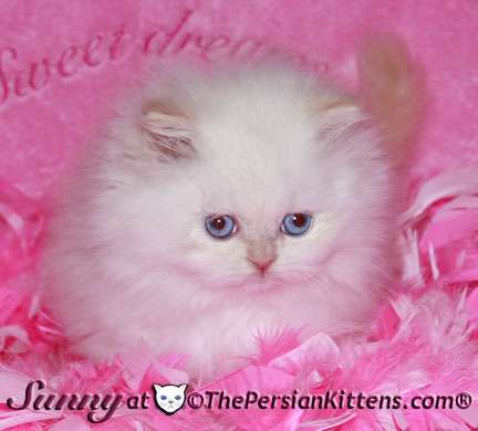 THE PERSIAN KITTENS | 780 Army Trail Rd Ste #216, Carol Stream, IL 60188, USA | Phone: (630) 956-4823