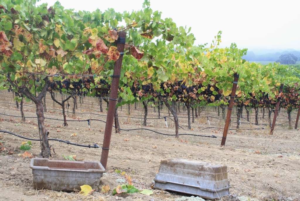 Hook & Ladder Vineyards & Winery | 2134 Olivet Rd, Santa Rosa, CA 95401, USA | Phone: (707) 526-2255