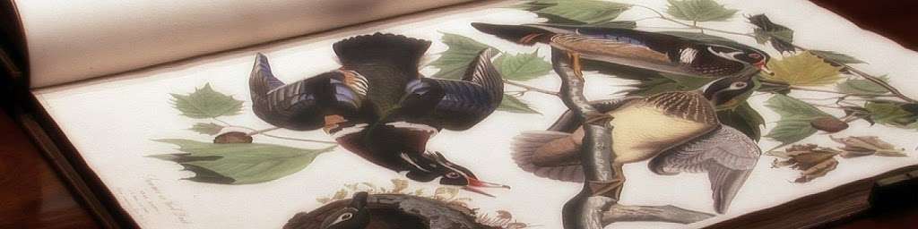 Burroughs Audubon Society of Greater KC | 7300 W Park Rd, Blue Springs, MO 64015, USA | Phone: (816) 795-8177
