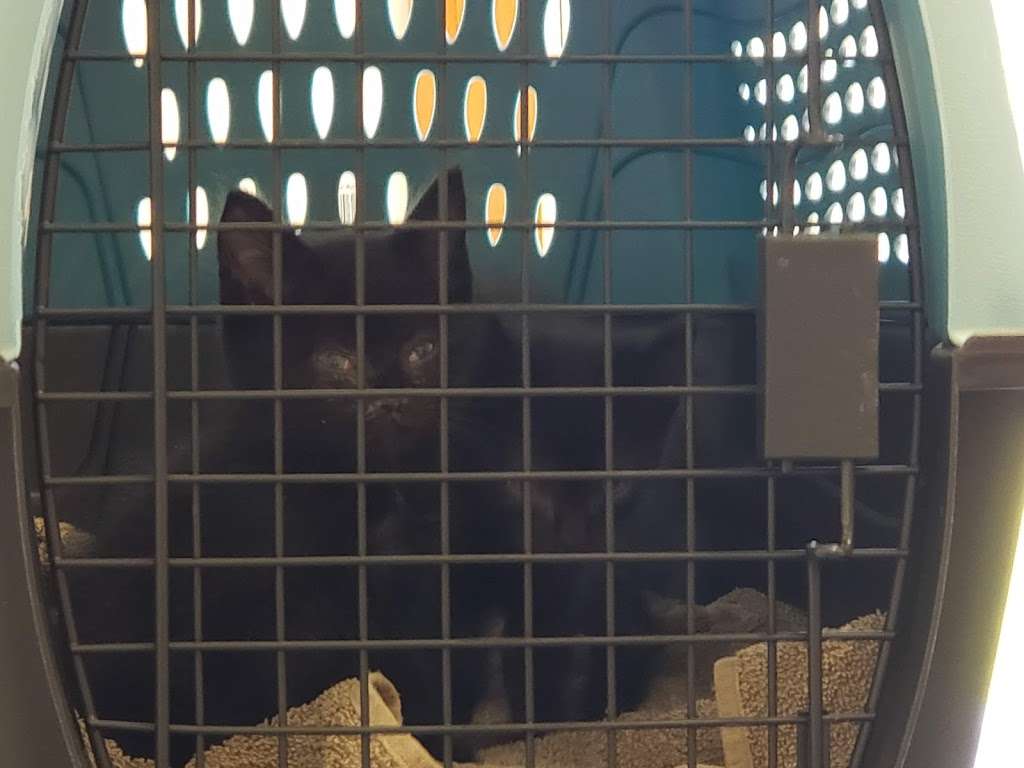 Aylett Animal Hospital Inc | 8065 Richmond Tappahannock Hwy, Aylett, VA 23009, USA | Phone: (804) 769-1530