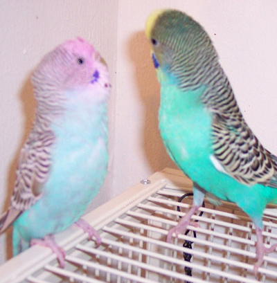 Egyptian Parrot Petshop | 1236 E 66th St, Richfield, MN 55423, USA | Phone: (952) 652-5121