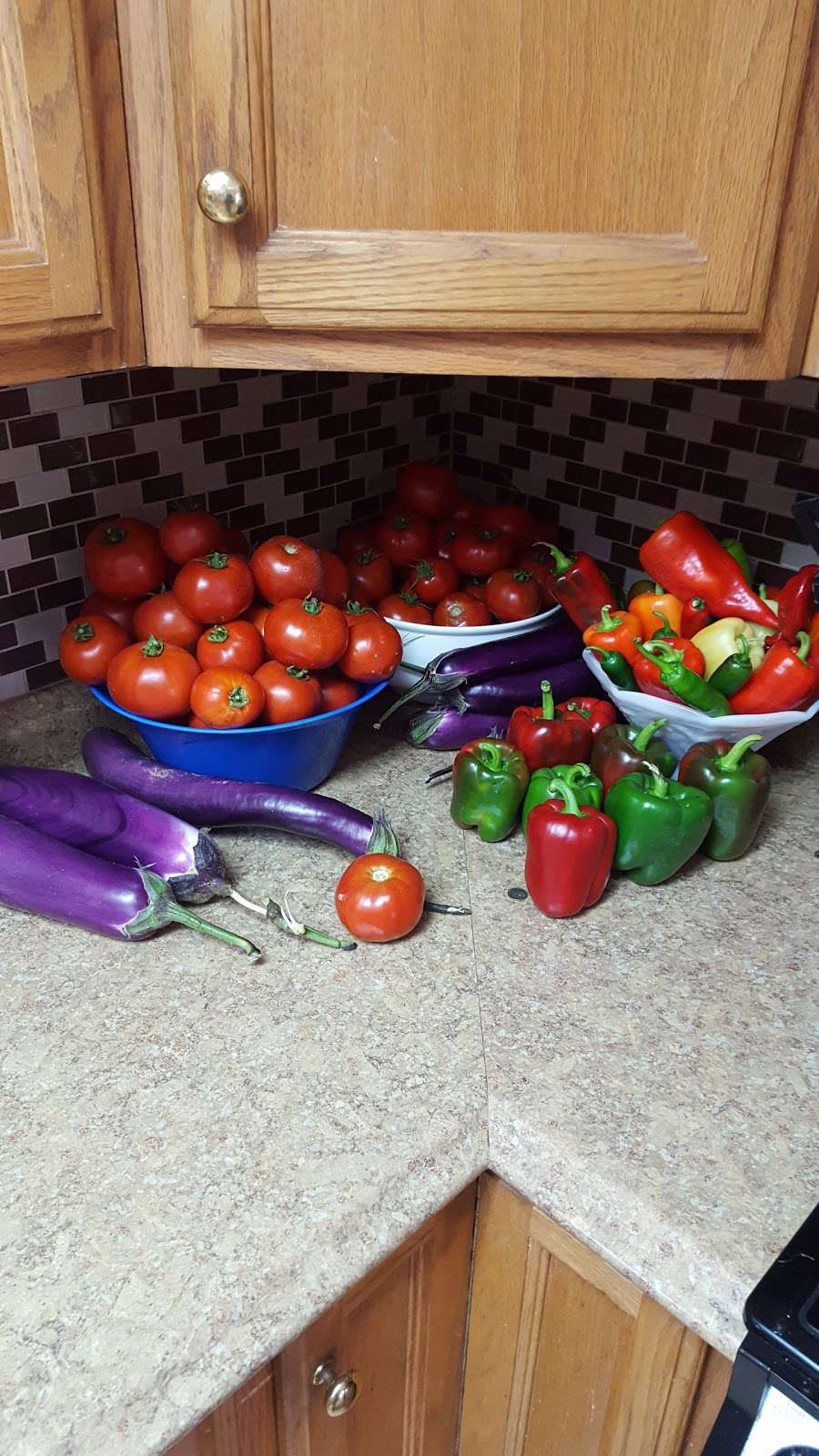 U Pick Tomatoes | 25801 SW Warfield Blvd, Indiantown, FL 34956, USA | Phone: (772) 597-4510