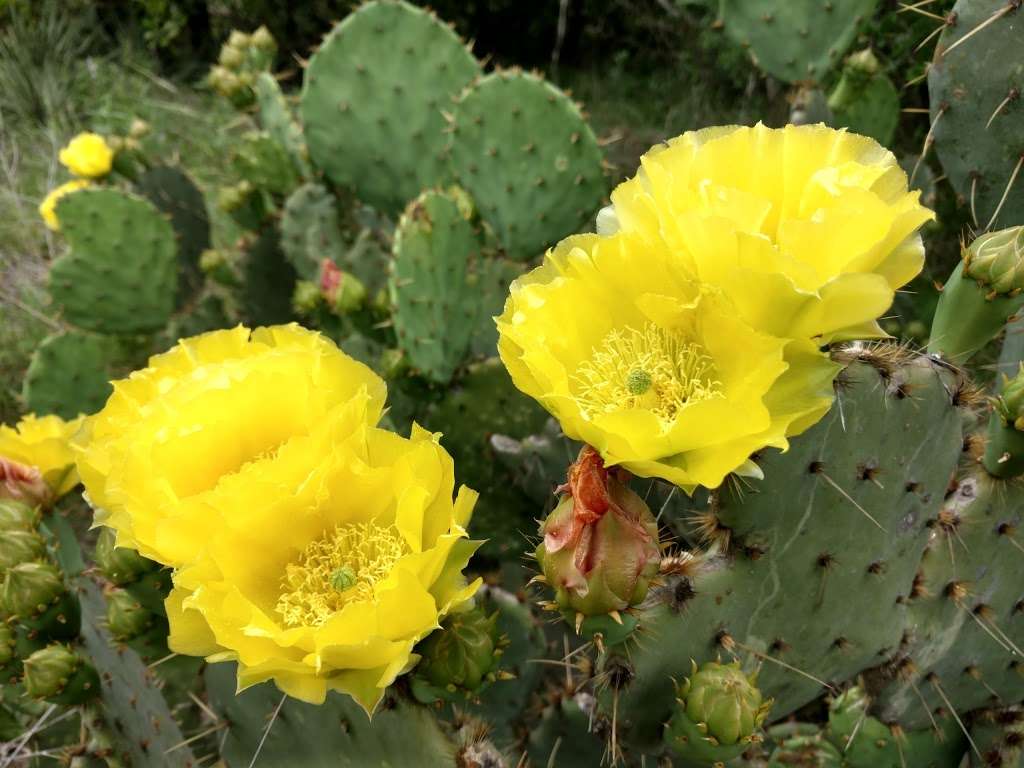 Government Canyon State Natural Area | 12861 Galm Rd, San Antonio, TX 78254, USA | Phone: (210) 688-9055