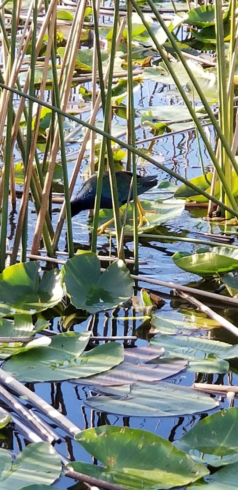 Captain Freds Airboat Nature Tours | Captain Freds Airboat Tours, 4700 Crump Rd Suite C, Winter Haven, FL 33881, USA | Phone: (863) 696-1637