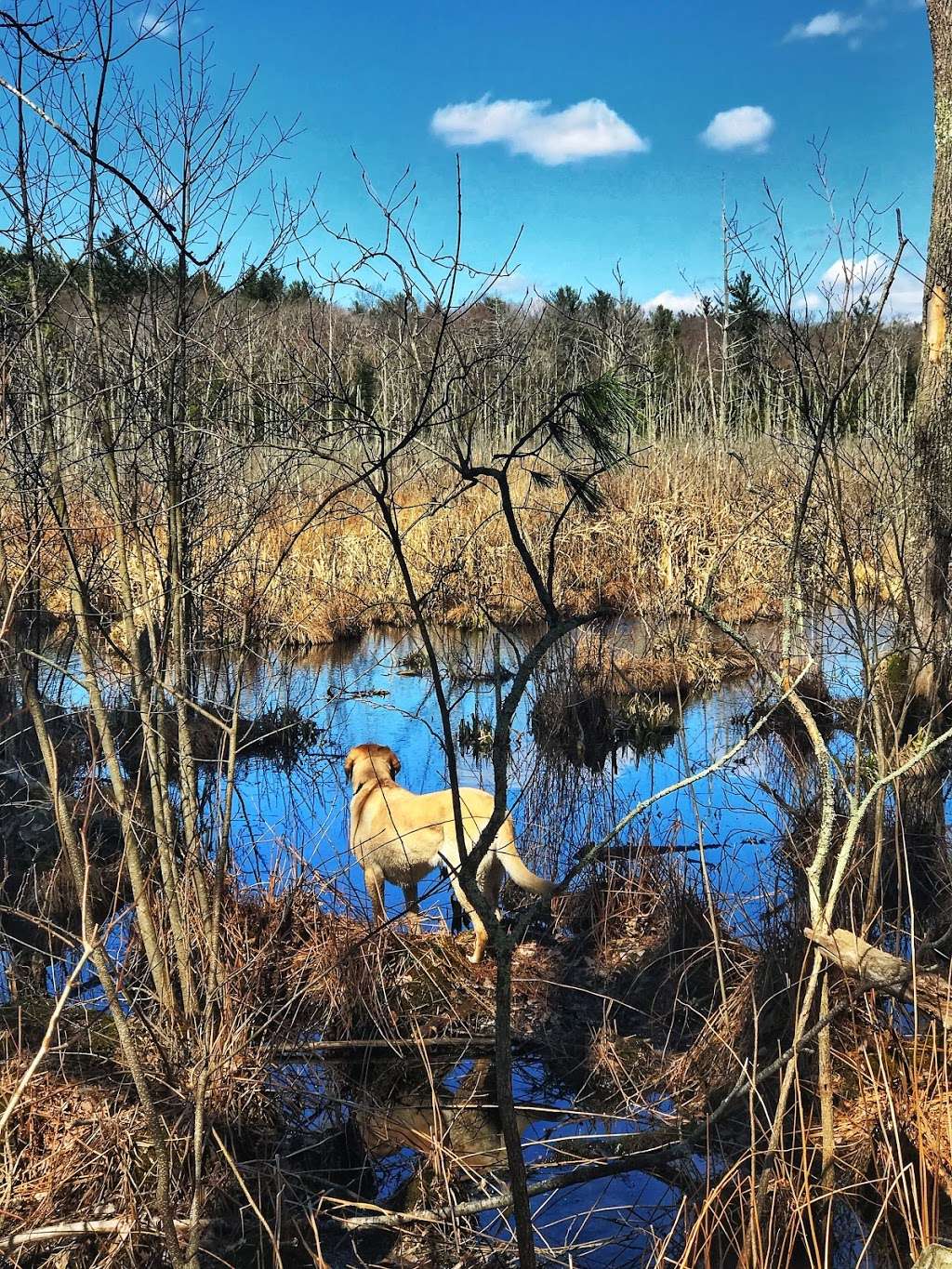 Crane Pond WMA | Georgetown, MA 01833, USA