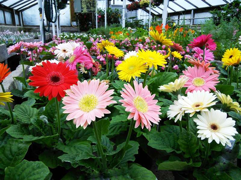 Spring Valley Nurseries | 4038 US-202, Doylestown, PA 18902, USA | Phone: (215) 794-7159