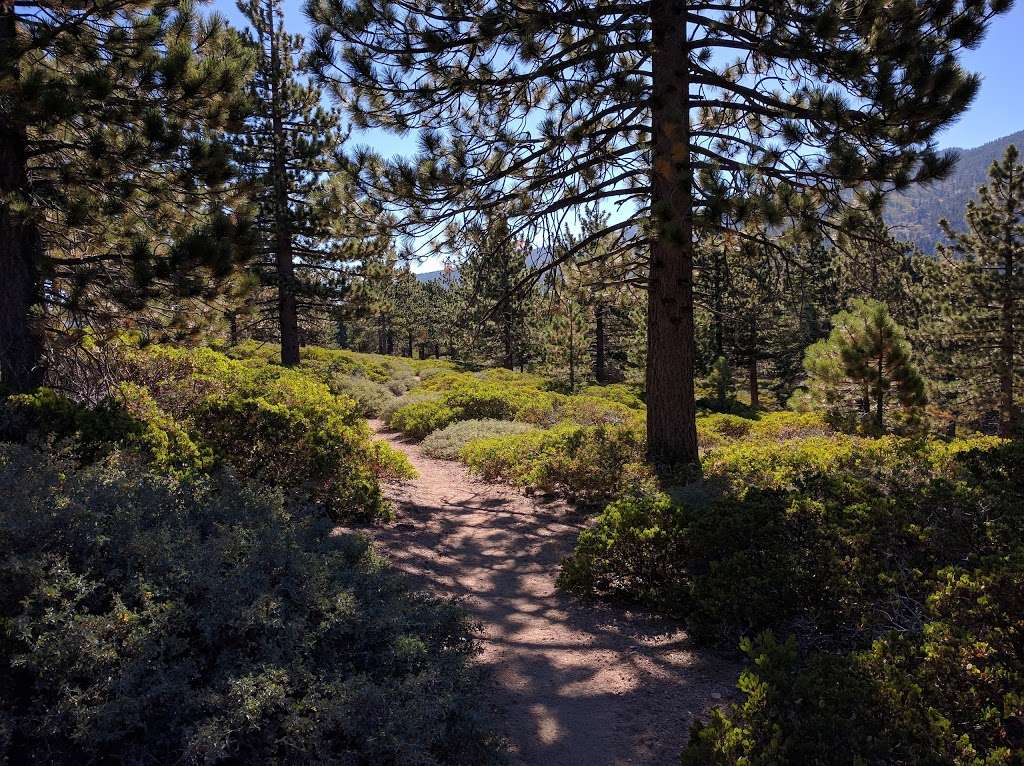 San Bernardino Peak Trail 1W07 | San Bernardino Peak Divide Trail, Angelus Oaks, CA 92305, USA | Phone: (909) 382-2882