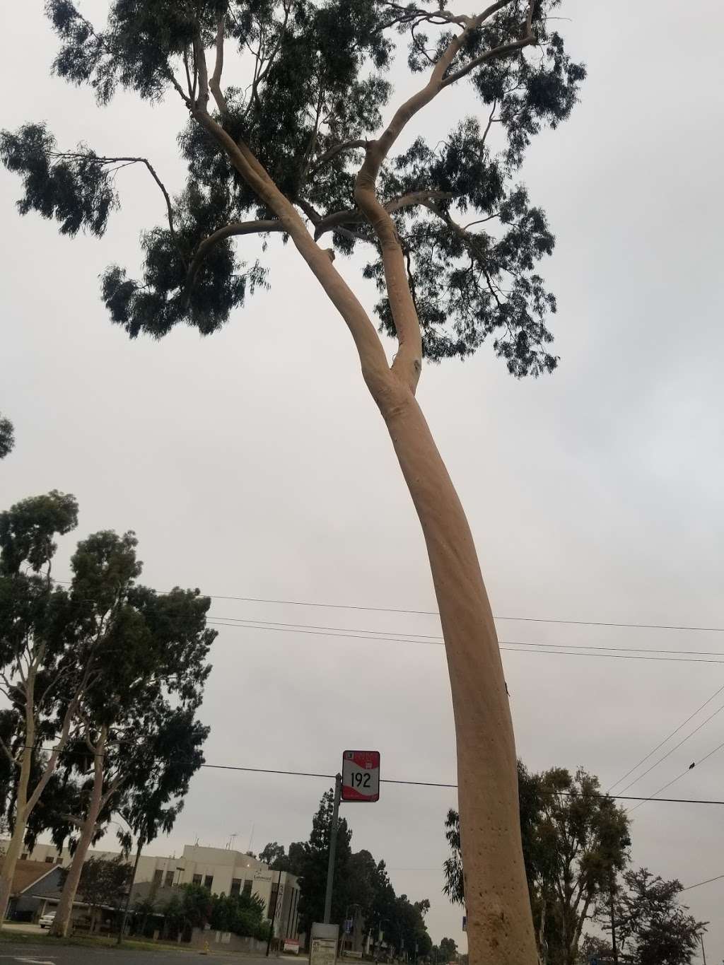 Fresh Donuts | 4140 South St, Lakewood, CA 90712, USA | Phone: (562) 633-4708