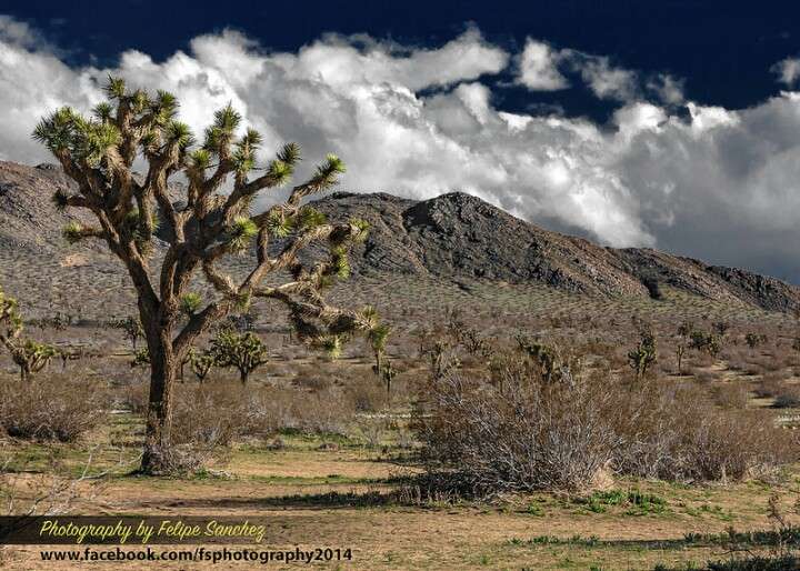 Saddleback Butte State Park | 17101 E Ave. J, Lancaster, CA 93535, USA | Phone: (661) 946-6092