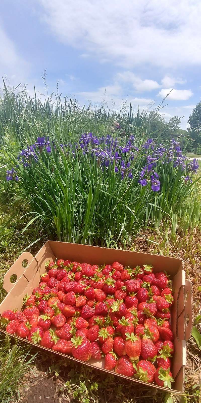 Buckeye Acres Produce | 91 NE 600th Rd, Warrensburg, MO 64093, USA | Phone: (660) 747-7760