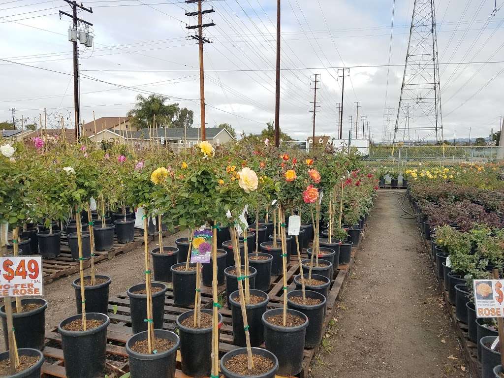 Mimosa Nursery | 2700 Crescent Ave, Anaheim, CA 92801, USA | Phone: (714) 828-0780