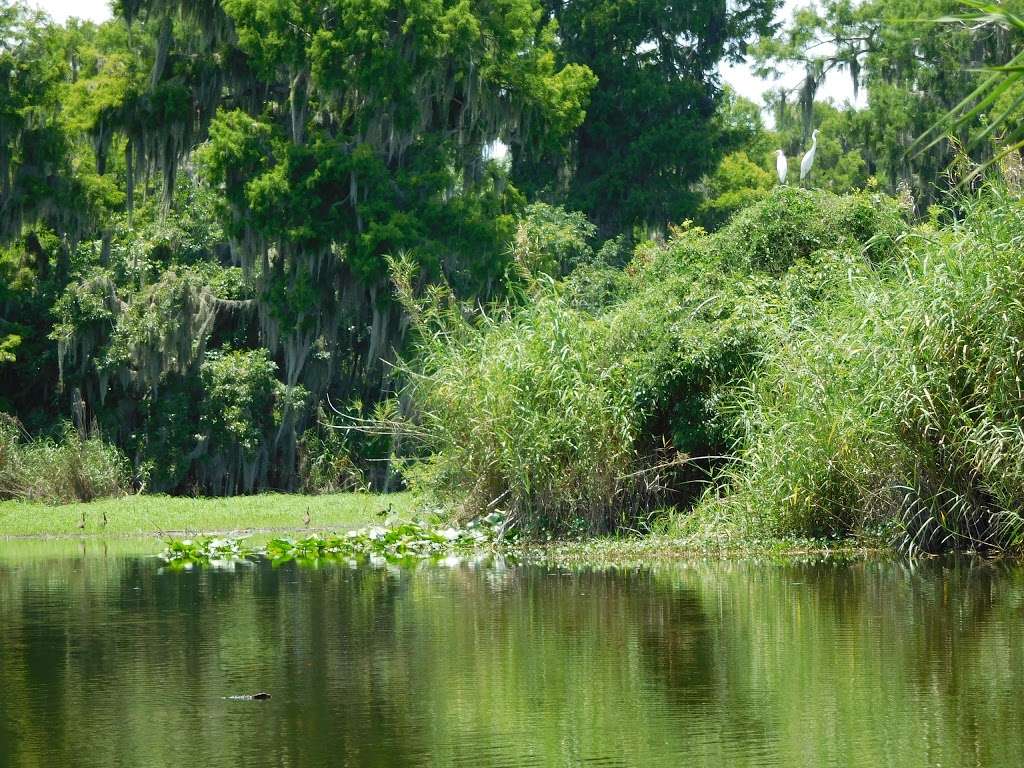 Black Hammock Airboat Rides | 2356 Black Hammock Fish Camp Rd, Oviedo, FL 32765, USA | Phone: (407) 365-1244