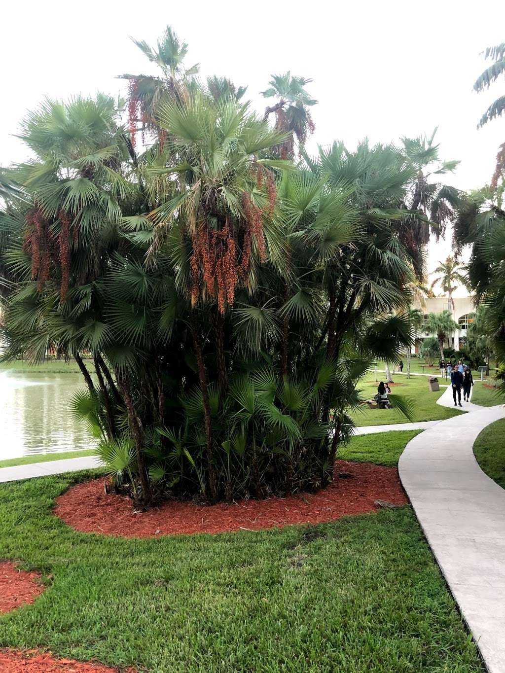 FIU Palmetum | Miami, FL 33174, USA