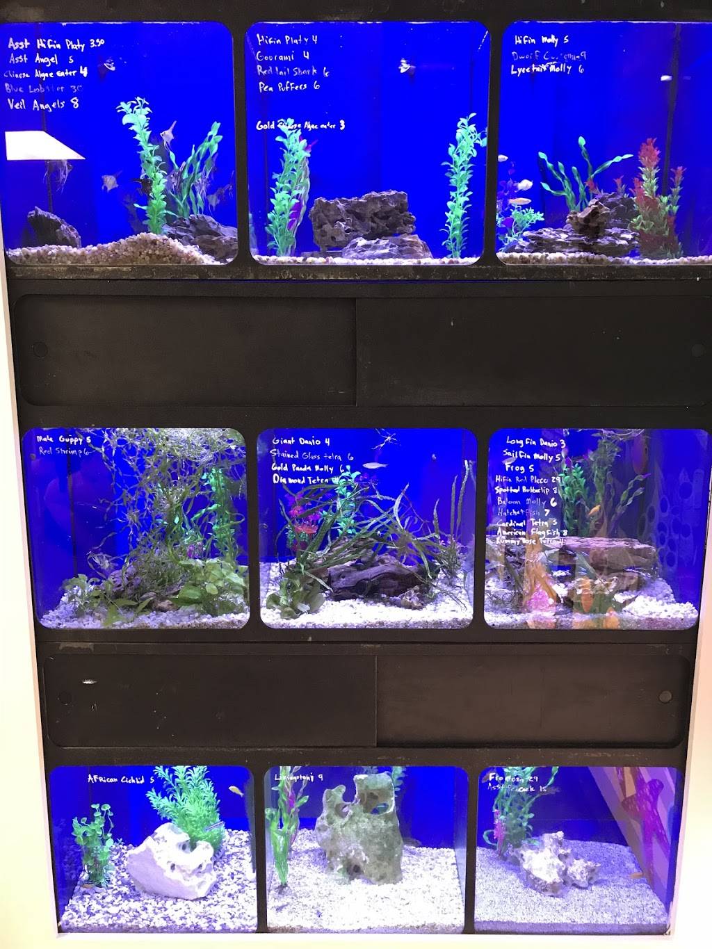 Aquarium Customs, INC. | 303 N Aspen Ave, Broken Arrow, OK 74012, USA | Phone: (918) 853-4402 Aquarium Customs, INC. | 303 N Aspen Ave, Broken Arrow, OK 74012, USA | Phone: (918) 853-4402