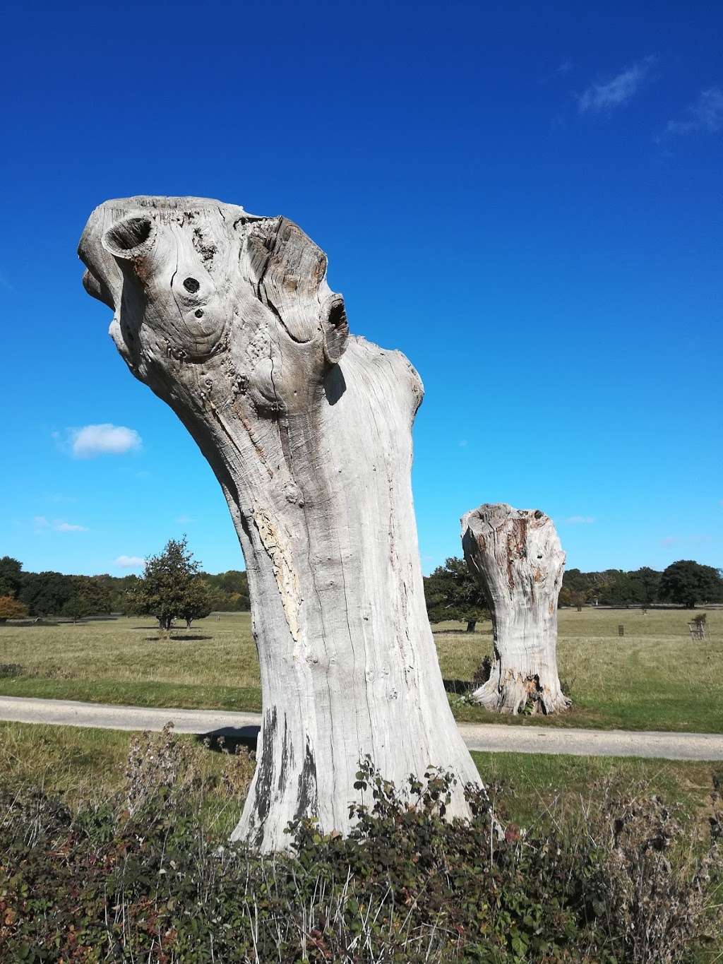 National Trust Hatfield Forest | Takeley, Bishops Stortford CM22 6NE, UK | Phone: 01279 870678