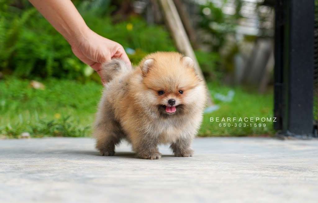 Pomeranian Puppies, Boutique | Houston, TX, USA | Phone: (650) 303-1599