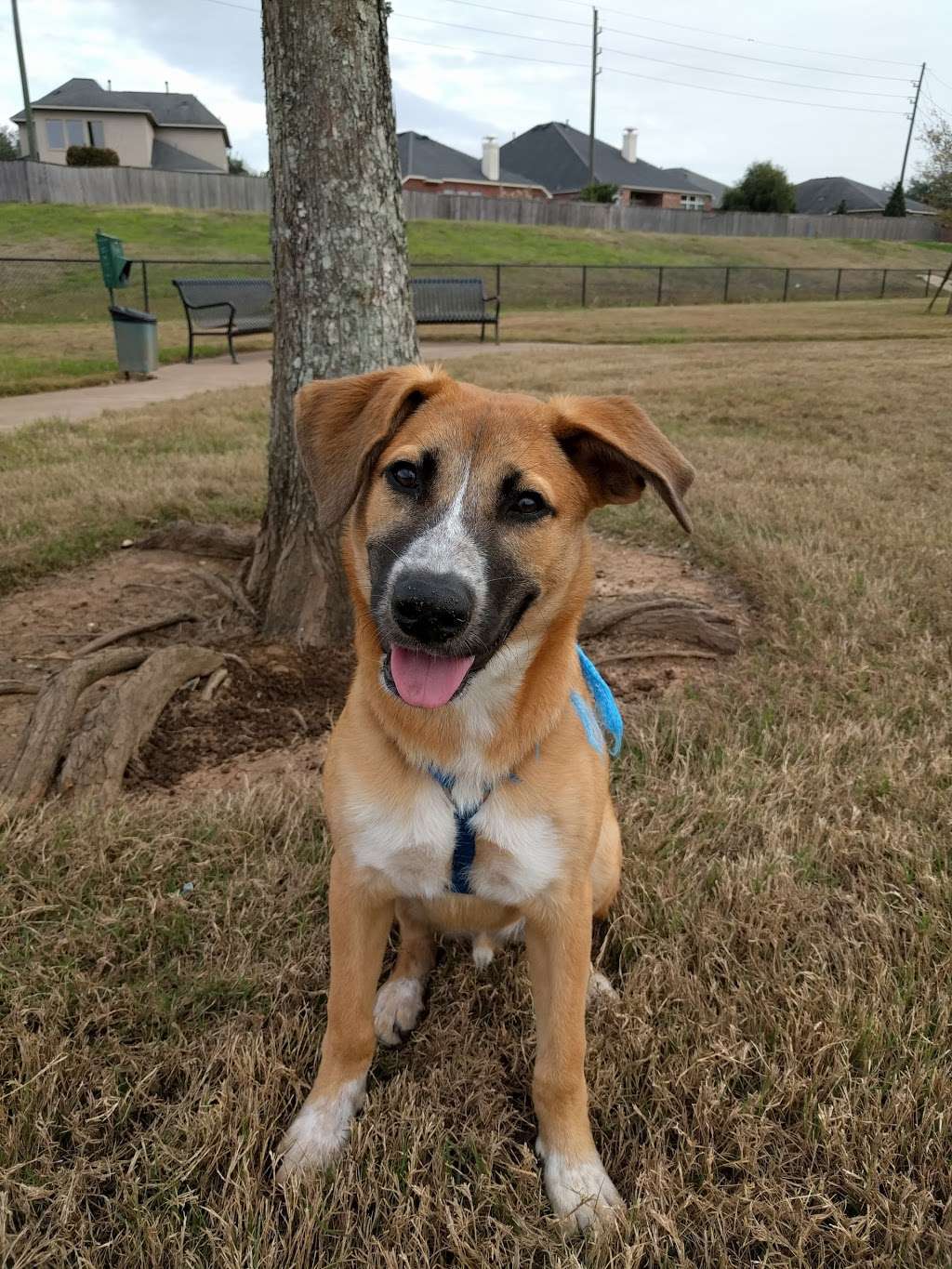 Riverstone Dog Park | Sugar Land, TX 77479