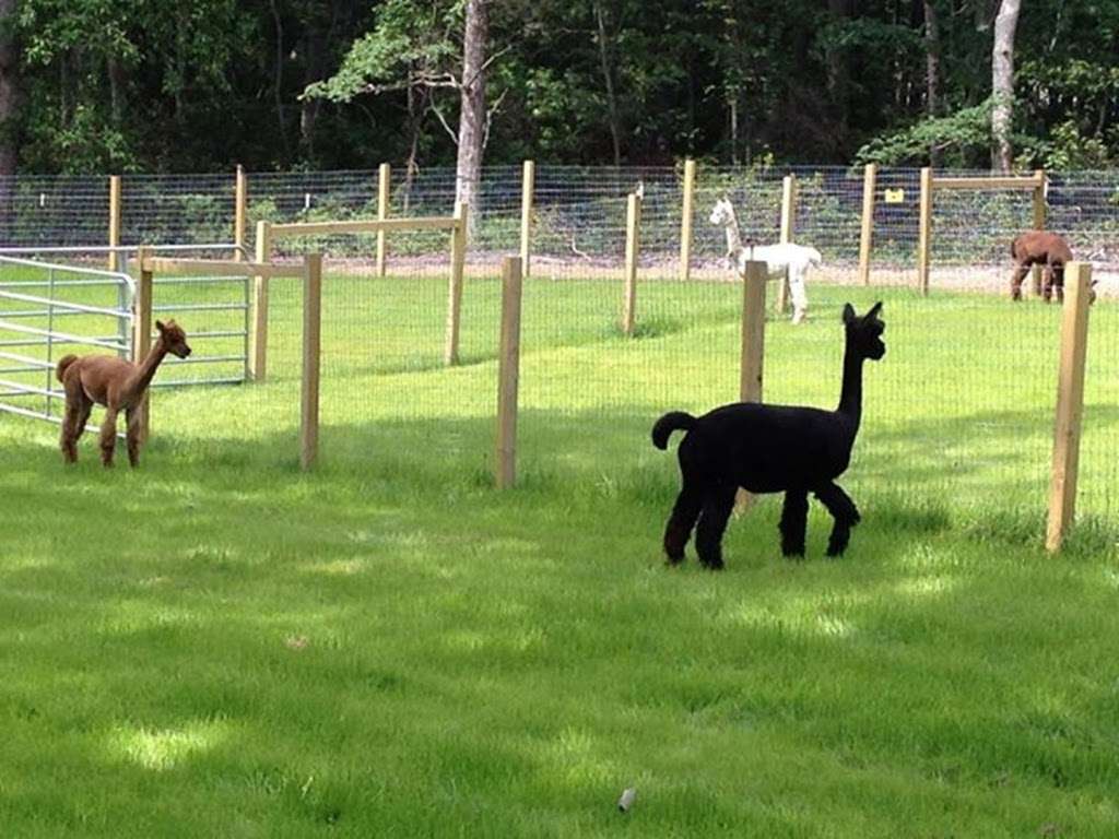 My Poppys Alpacas, LLC | 59 Hopkins Road, ***CALL FOR APPOINTMENT***, New Egypt, NJ 08533 | Phone: (848) 207-7040