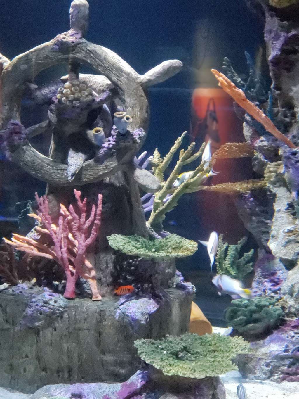 SEA LIFE | 8111 Concord Mills Boulevard, Concord, NC 28027, USA | Phone: (855) 450-0512