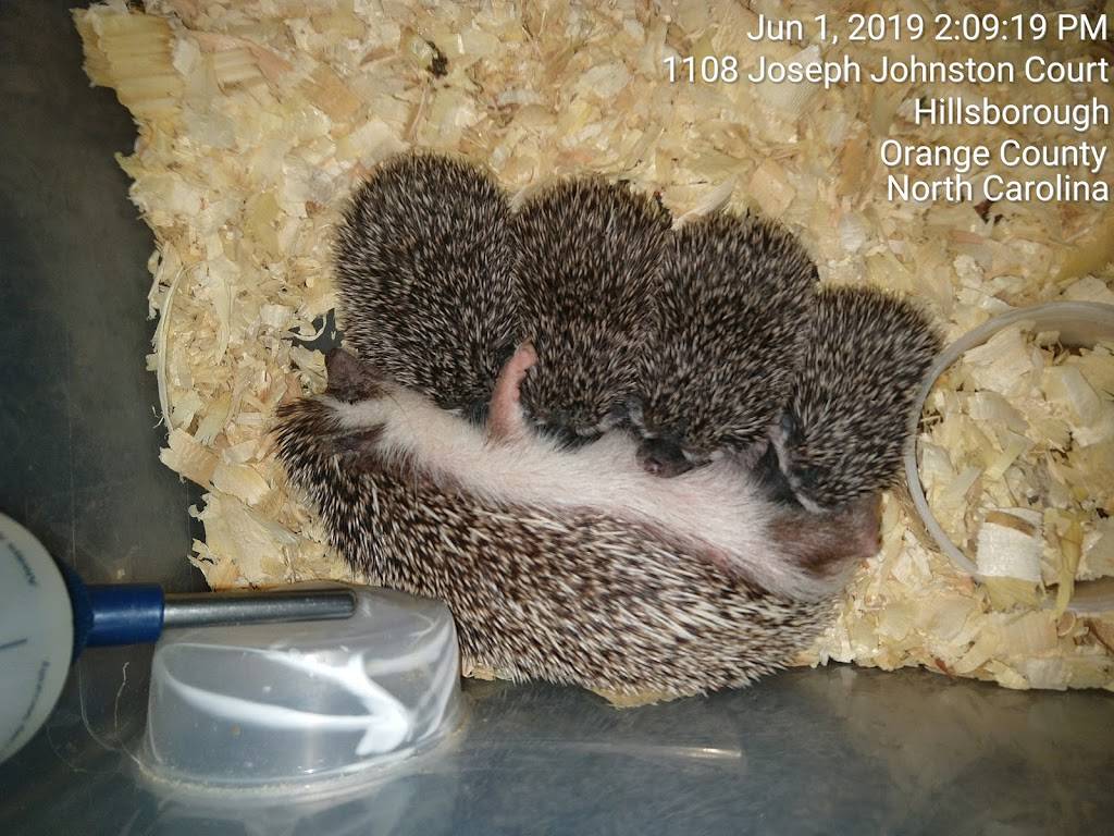 Daves Domestic Hedgehogs | 1622 Worth St, Hillsborough, NC 27278, USA | Phone: (919) 886-0009