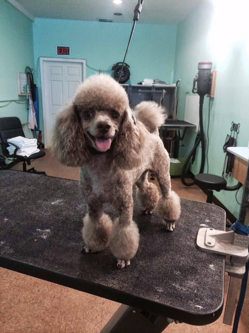 Lada Doggys Day Spa | 616 Midland Ave, Staten Island, NY 10306, USA | Phone: (718) 404-6738