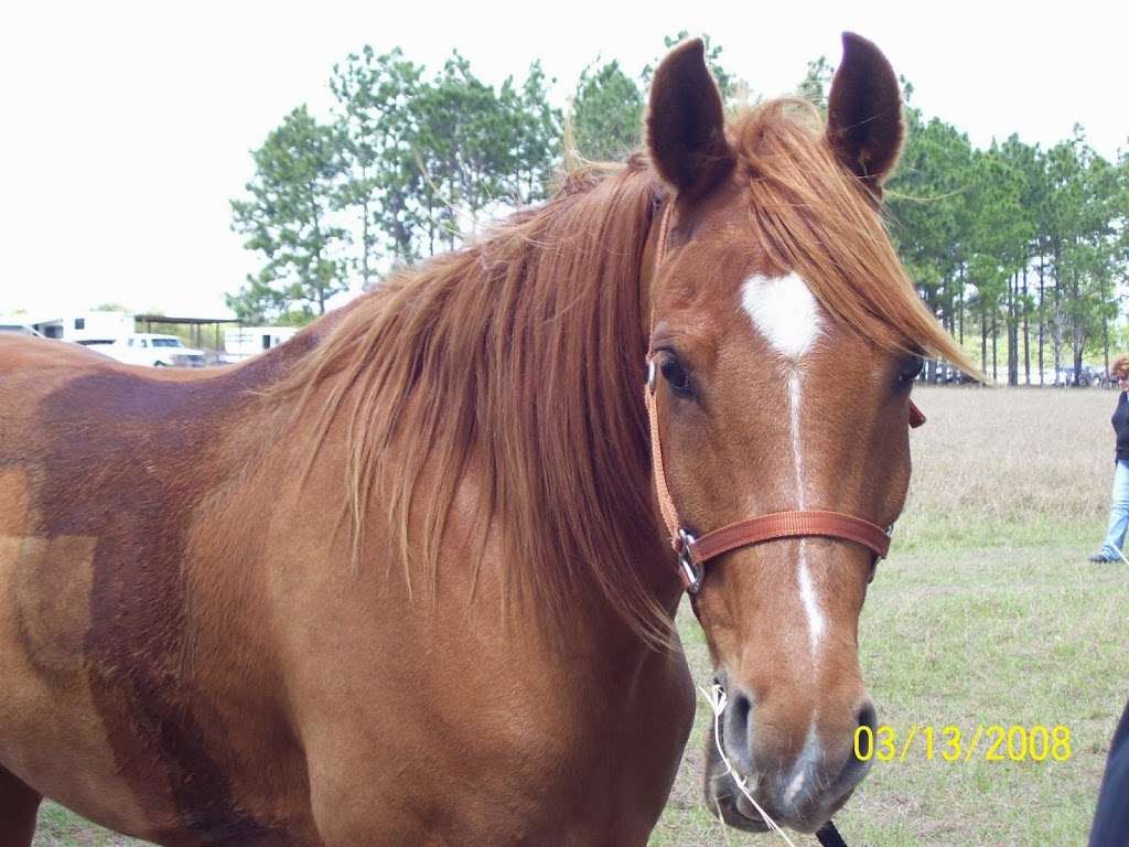 Carousel Equine Clinic | 17558 County Rd 455, Montverde, FL 34756, USA | Phone: (407) 428-5702