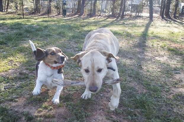 Rowan Animal Clinic, pllc. | 4155 Statesville Blvd, Salisbury, NC 28147, USA | Phone: (704) 636-3408