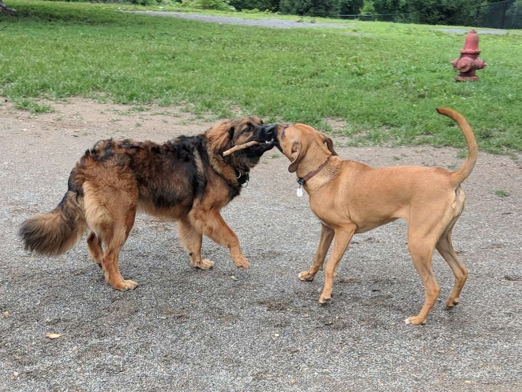 Bucks County Core Creek Dog Park | Park Rd, Langhorne, PA 19047, USA | Phone: (215) 757-0571