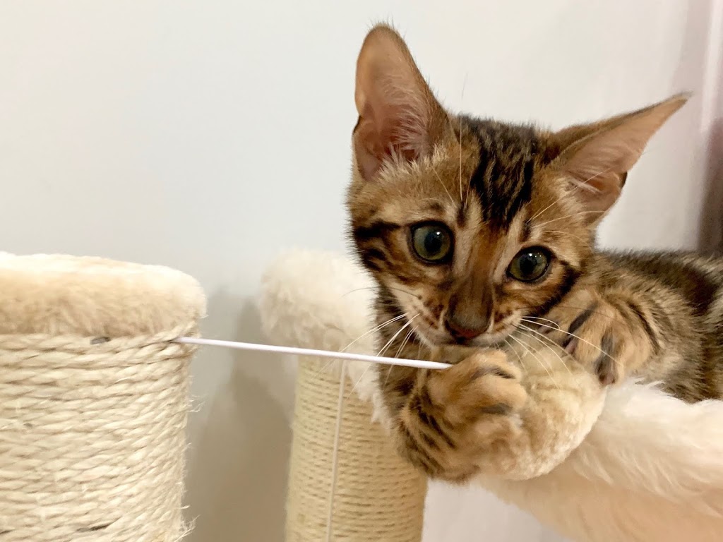 LaVieAnge Bengal Cats and Kittens Cattery | 7010 Avenue U, Brooklyn, NY 11234, USA | Phone: (718) 808-3690