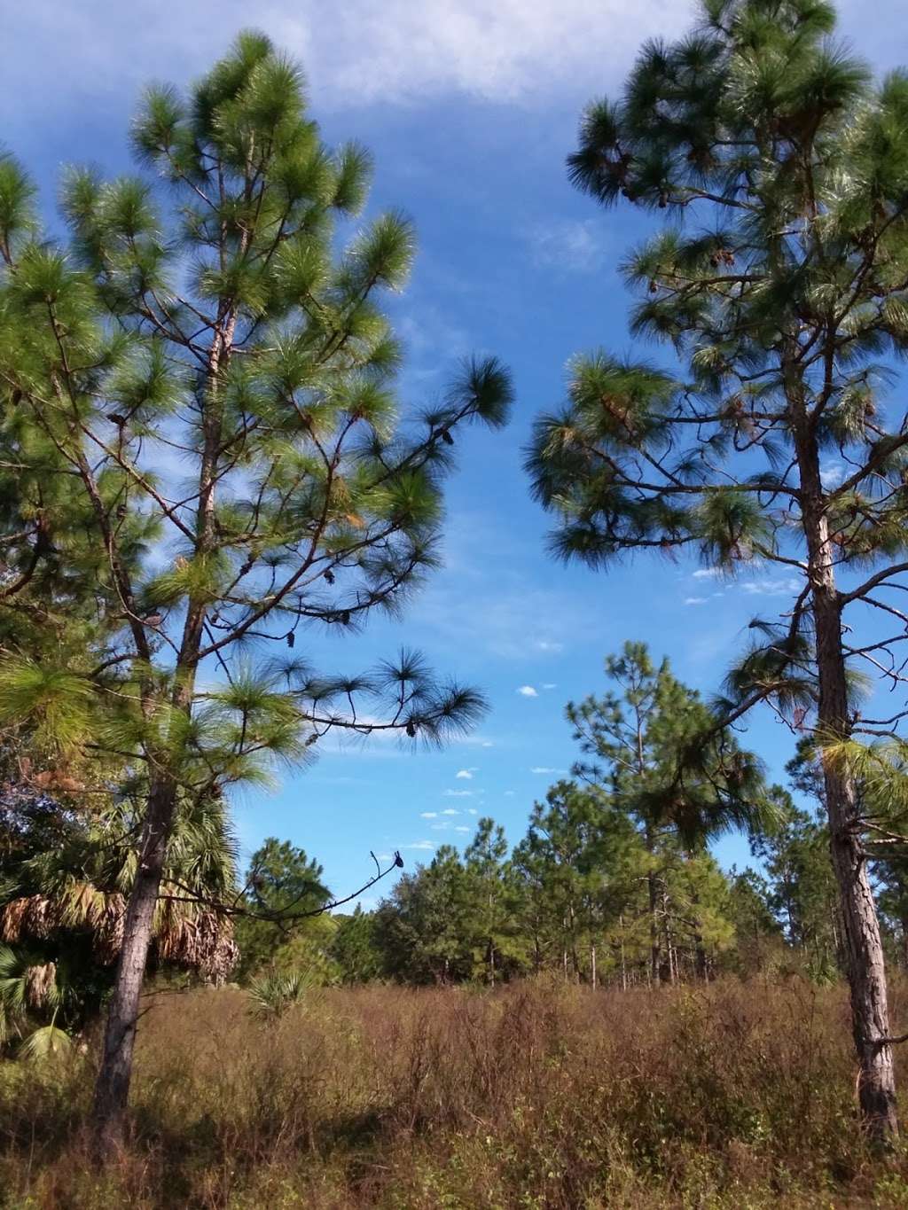 Ocklawaha Prairie Restoration Area Trail Head | SE 137th Avenue Rd, Ocklawaha, FL 32179, USA | Phone: (386) 329-4404