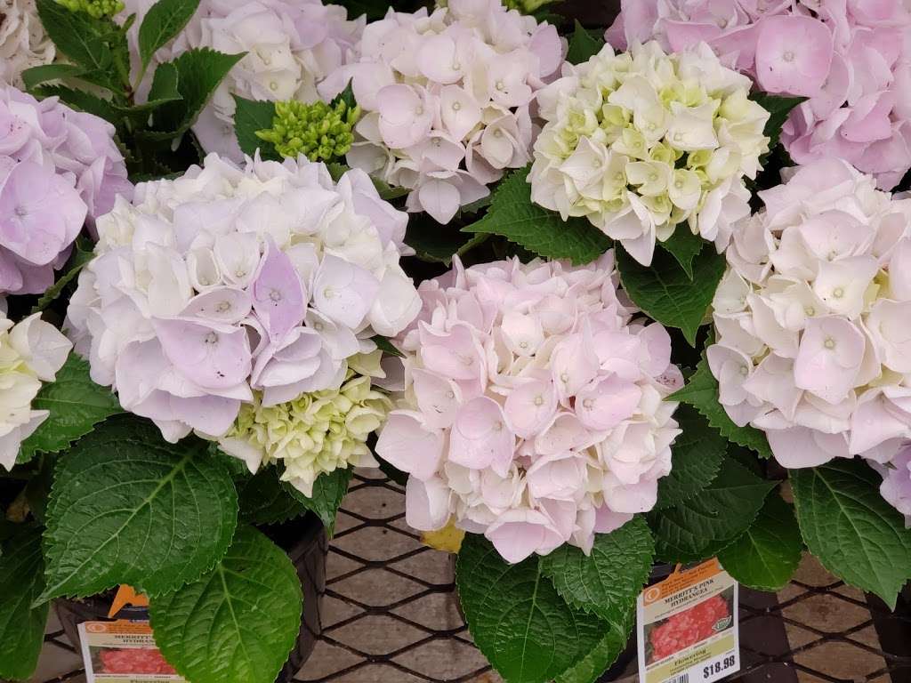 Lowes Garden Center | 17280 N Interstate 35 Frontage Rd, Schertz, TX 78154, USA | Phone: (210) 619-8300