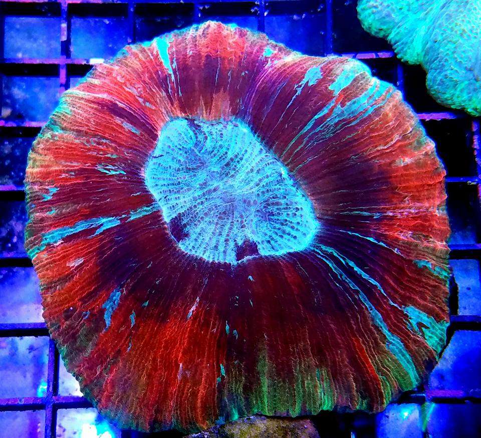 Reefers Garage | Live Coral And Tropical Marine Fish Store | 512 W California Ave #116, Vista, CA 92083, USA | Phone: (760) 936-1288