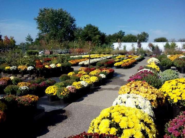 Coxs Plant Farm | 6360 S County Rd 0, Clayton, IN 46118, USA | Phone: (317) 539-4632