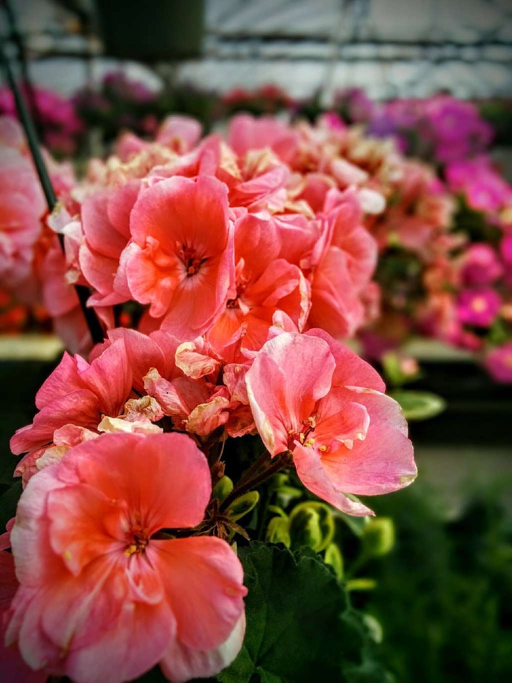 Esbenshades Garden Centers & Greenhouse | 546 E 28th Division Hwy, Lititz, PA 17543, USA | Phone: (717) 626-7007